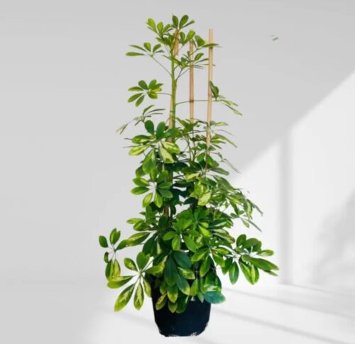 Schefflera Gold Capella – Dwarf Umbrella Tree ( multiple stum) 85 cm
