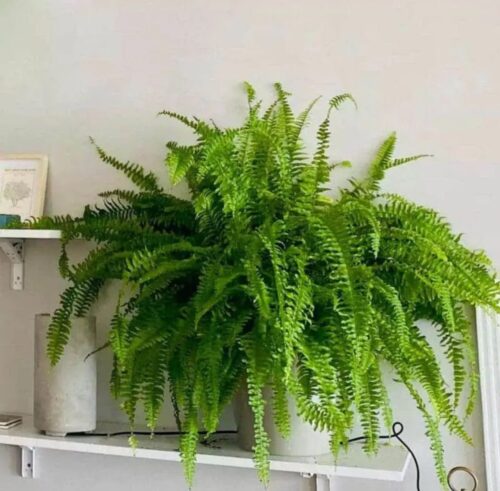 Boston Fern (Big Size)