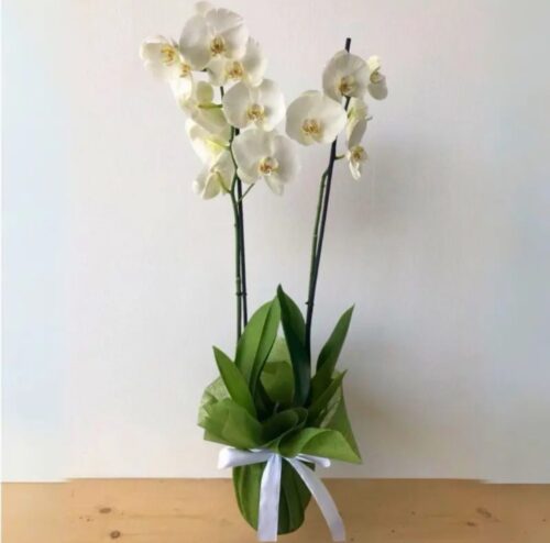 White Phalaenopsis multiflora Orchid