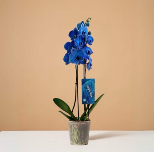 Orchid Blue (Phalaenopsis)