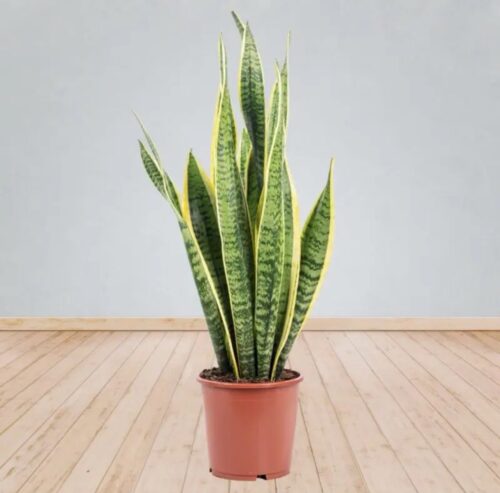 Sansevieria trifasciata Laurentii – Snake Plant Laurentii Big size
