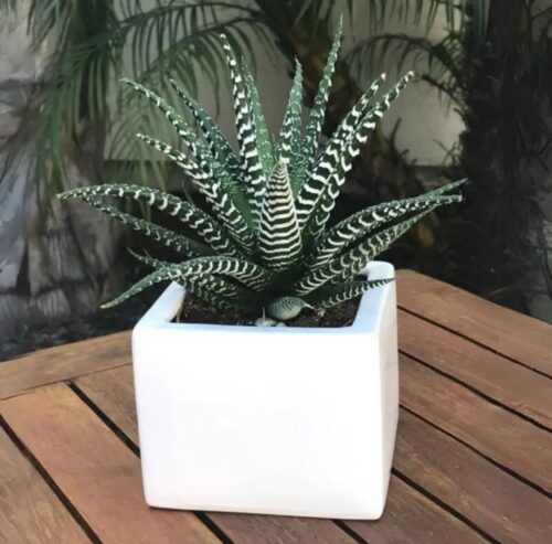 Zebra Plant Haworthia
