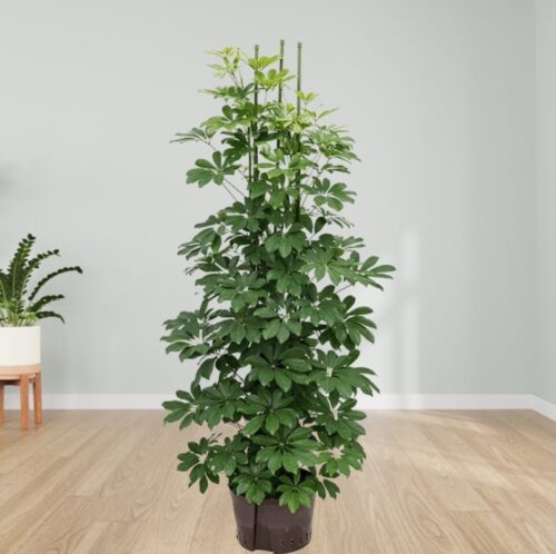 Schefflera Arboricola ‘Umbrella Plant’