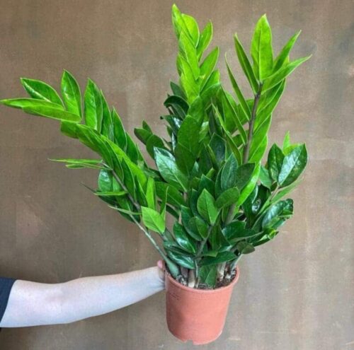 ZZ Plant Bushy 60cm