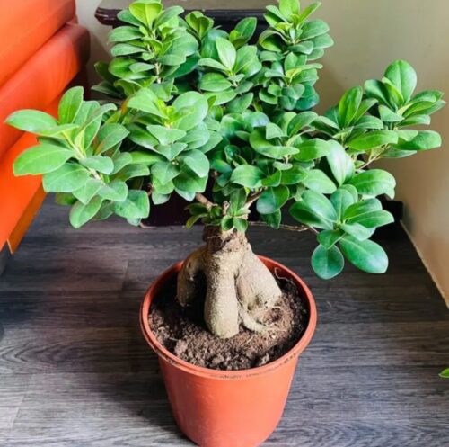 Bonsai Ficus Ginseng Bushy