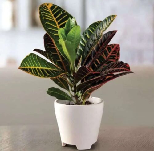 Croton Colorful