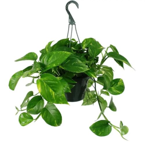 Money Plant hanging