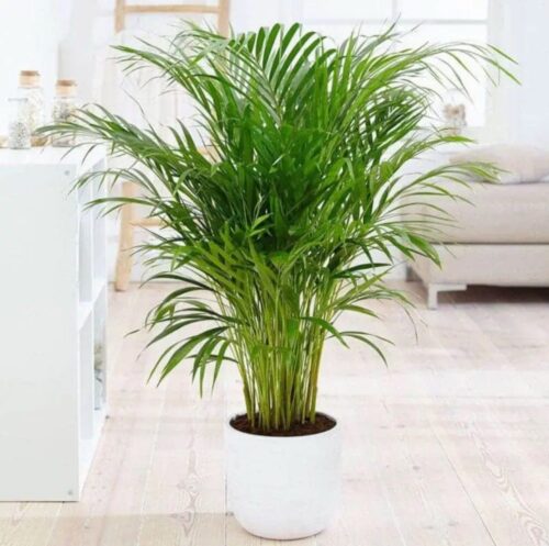 Areca Palm 110cm