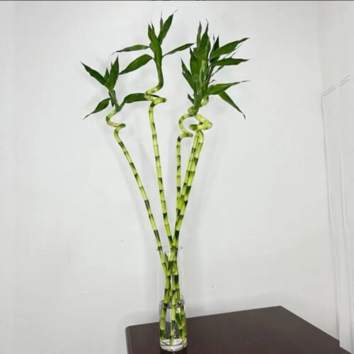 Spiral Lucky Bamboo With Glass Vase (5 bamboo 100cm in vase)