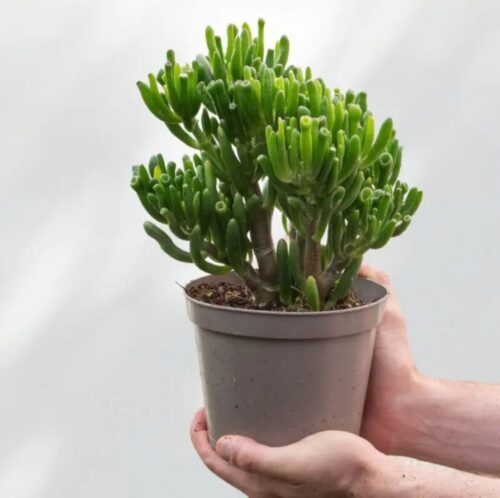 Crassula ovata Gollum – Jade Plant