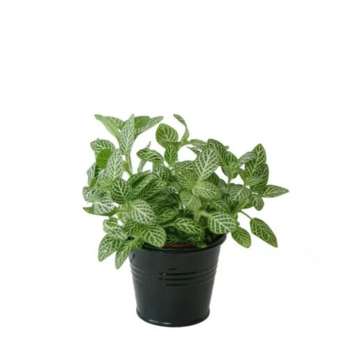 Fittonia Nerve Plant green