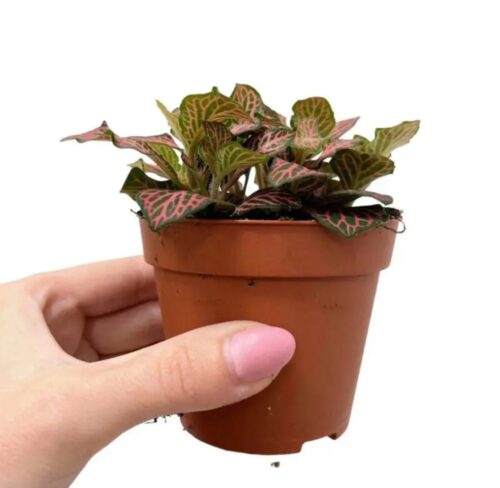 Fittonia Nerve Plant Pink