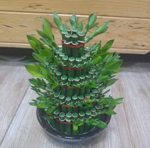 Lucky Bamboo 5 layer (Table Plant)