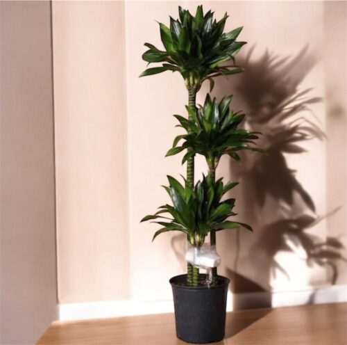 Dracaena fragrans Compacta – Multi Stem110 cm