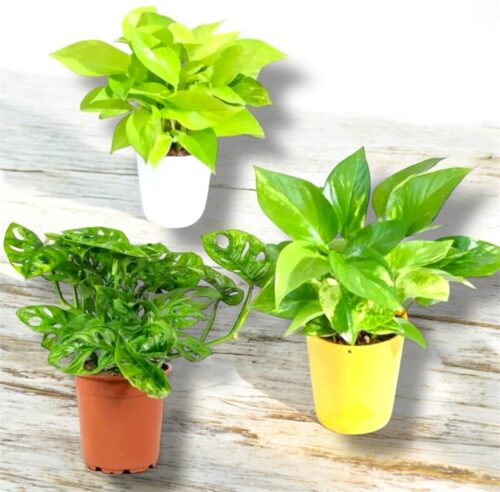 Table Top Delight Combo 3 plants