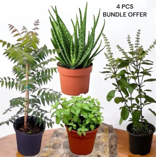Herbal Plants 4 PCS Bundle OFFER
