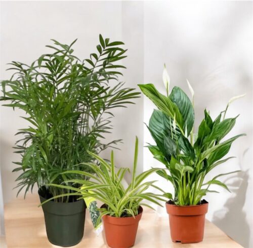 Easy Care Variety Bundle 3 plants