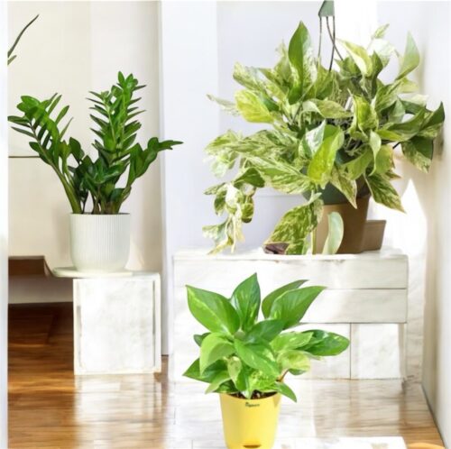 Low maintenance plants bundle (3 plants)